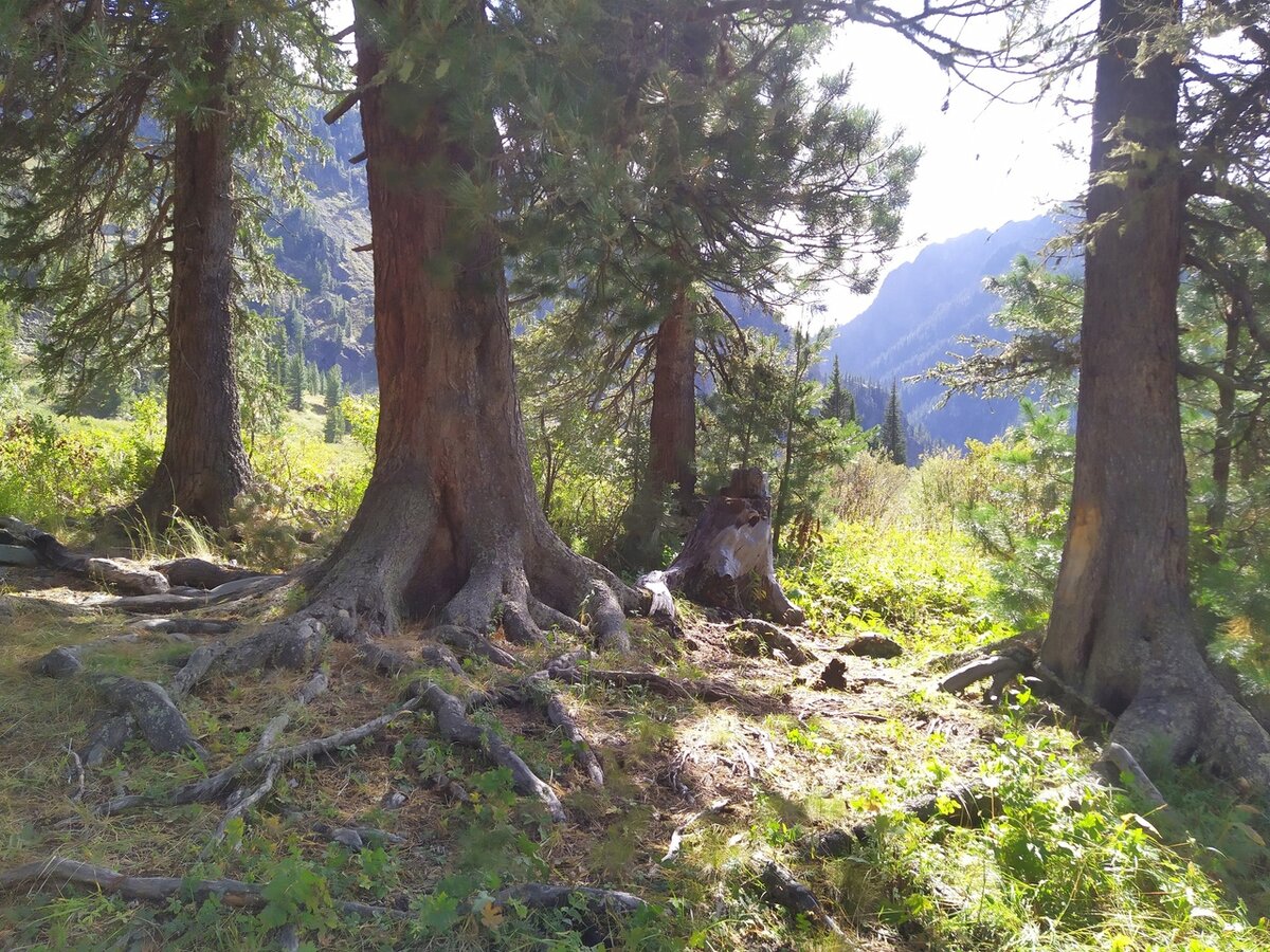 Несмотря на то, что орехи или сыр не составляют идеального сочетания , но  кислоты не препятствуют перевариванию орехов и сыра.