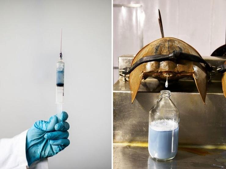 Мечехвост имеет голубую кровь