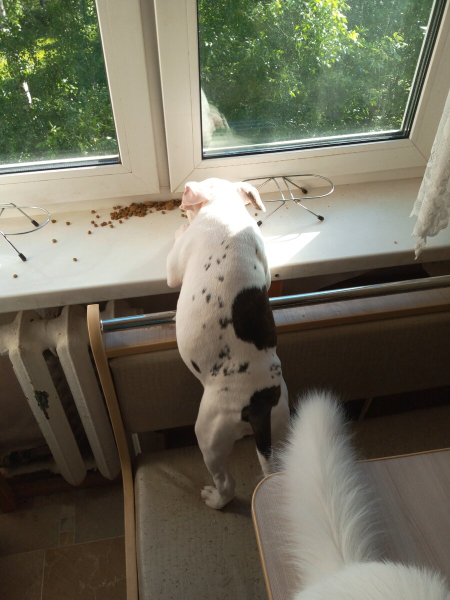 Что там мне коты оставили?