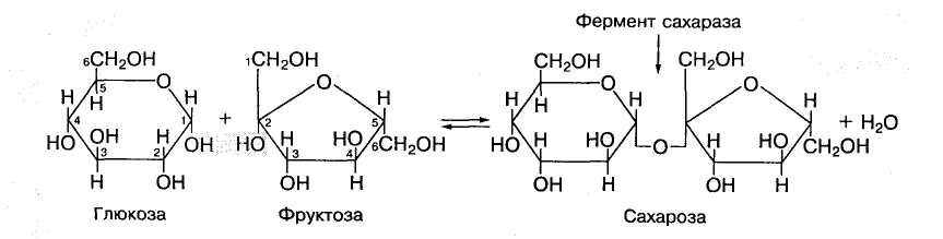 Глюкоза фруктоза сахароза формулы. Сахароза сахароза Глюкоза фруктоза. Распад сахарозы на глюкозу и фруктозу формула. Формулы сахара сахарозы фруктозы.
