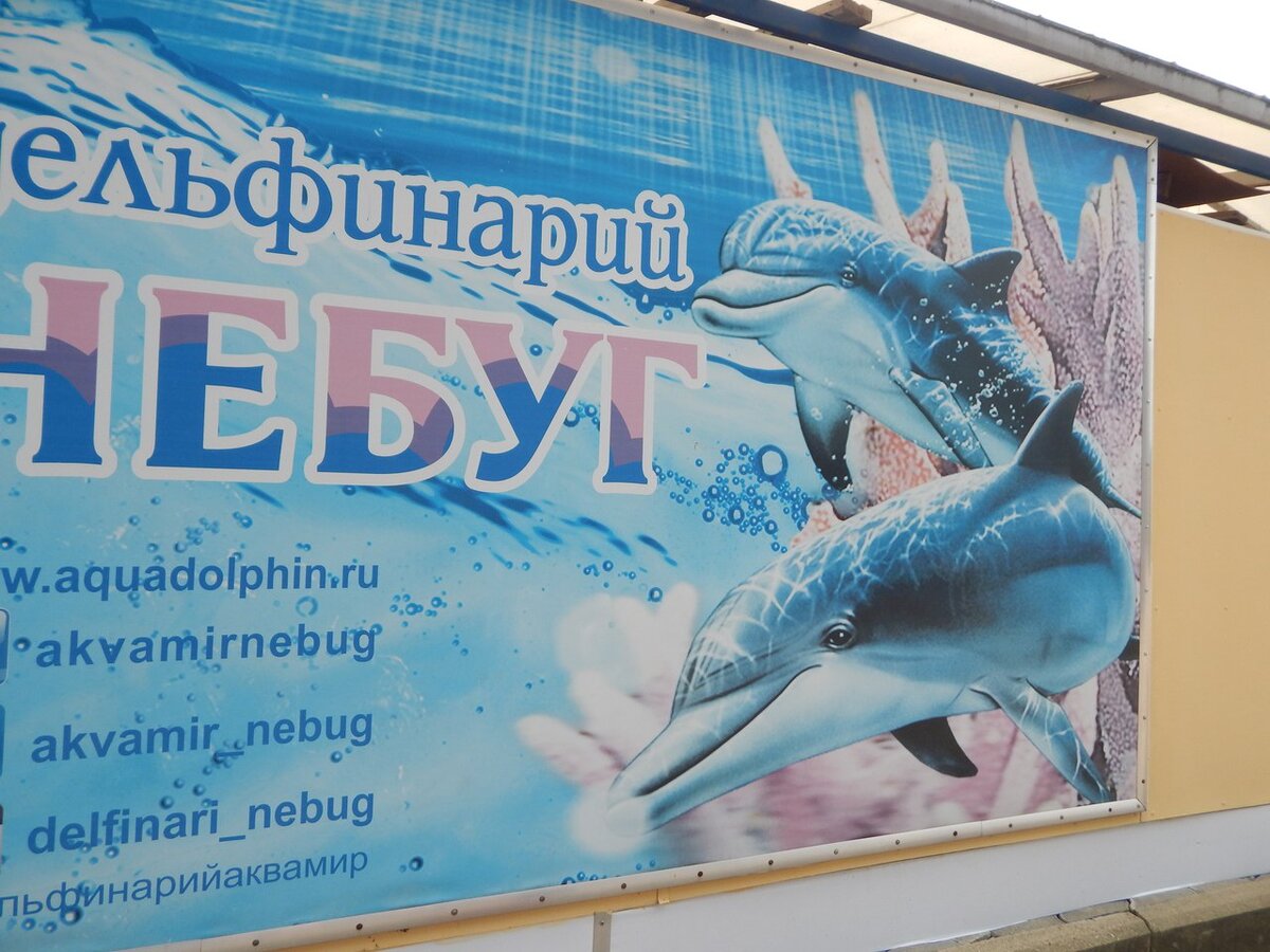 Дельфинарий Волгоград 2021
