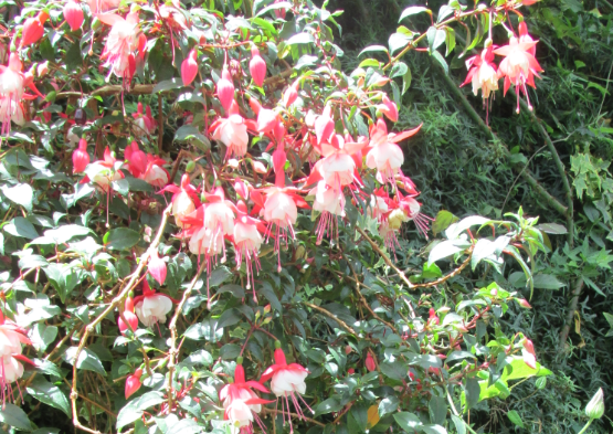 фото автора, сделано в Сингапуре, март 2020