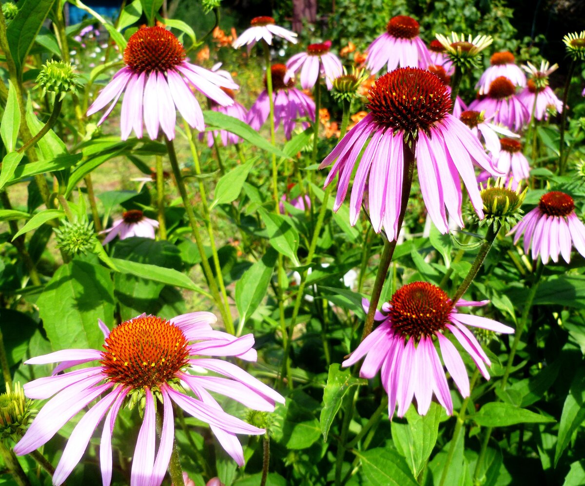 Эхинацея пурпурная / Echinacea purpurea 