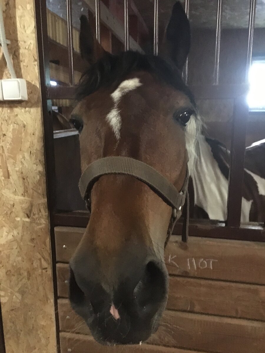 Дай морковь