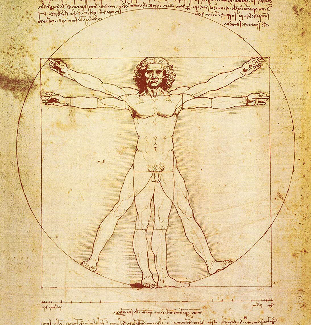 Витрувианский человек Леонардо да Винчи