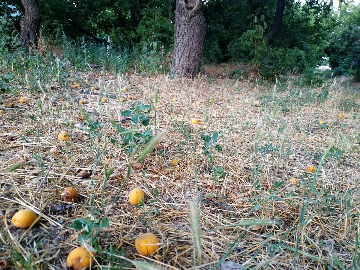 Вот так лежит на дорогах абрикос, едят его в основном дети, взрослым лень собирать