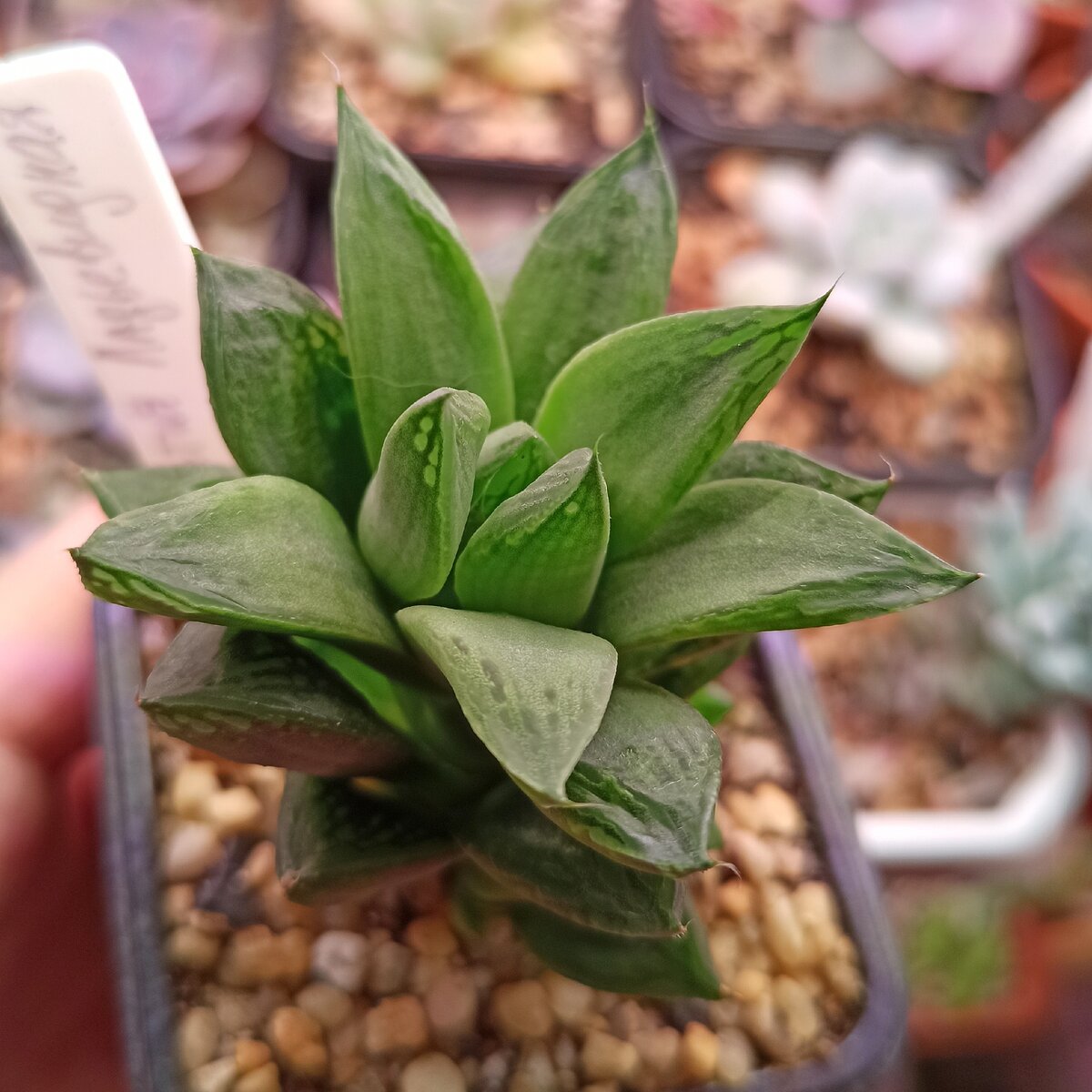 Хавортия ладьевидная