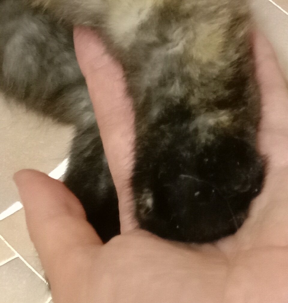 Места где гладить кота. Кот. Где можно гладить котов. Где гладить кота. Гладить кошку.