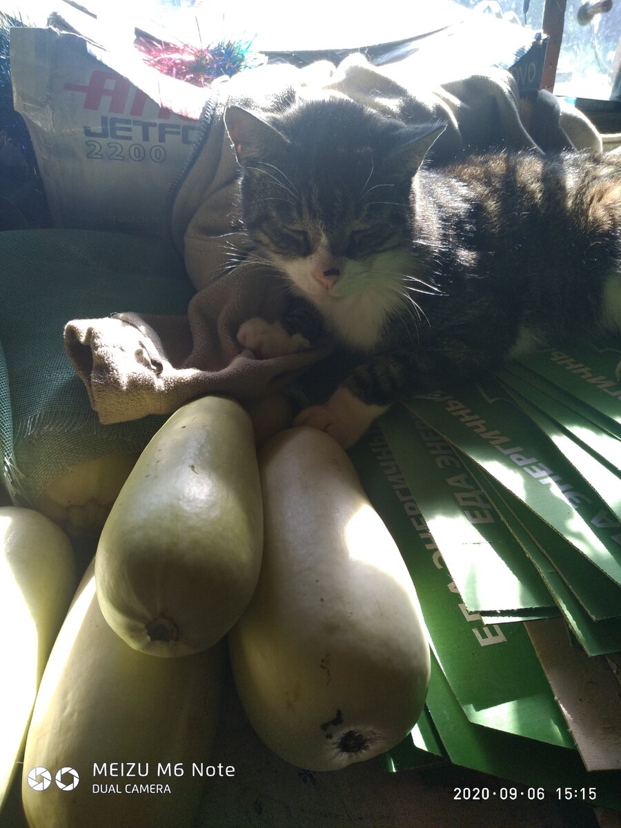 Кот наш утром не дремал,кабачки он собирал...