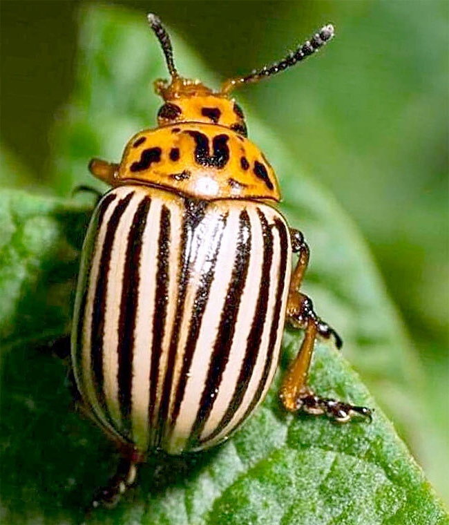 Колорадский жук 