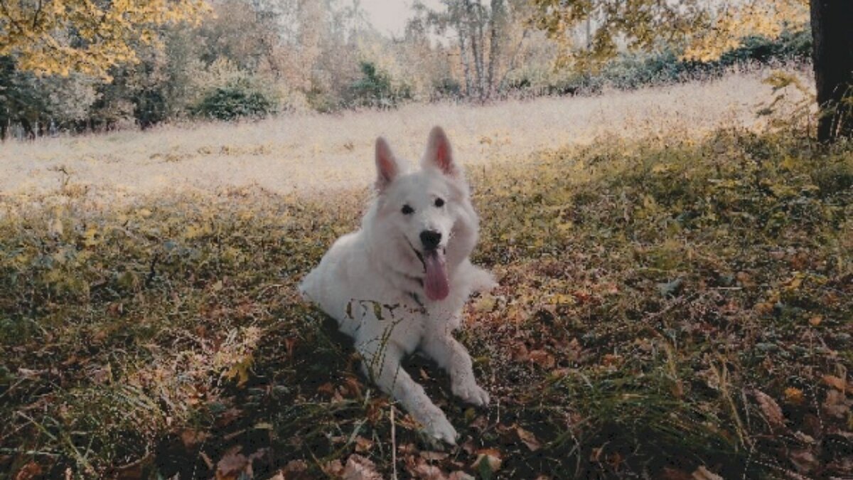 на пару секунд все же улеглась, чтобы попозировать...