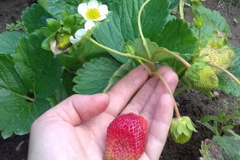 Сейчас вот такие ягоды а кусту.