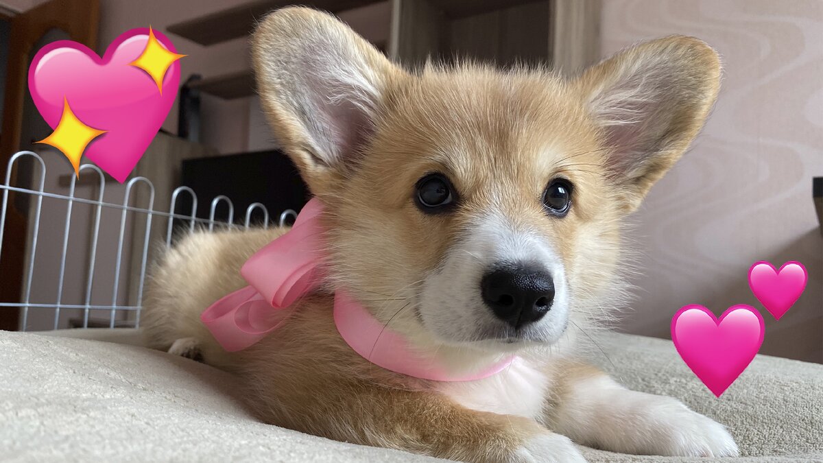 Щенок корги