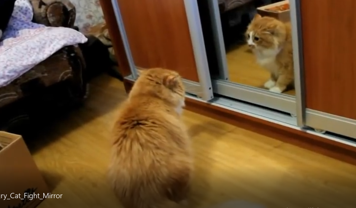 Враг в отражении! 