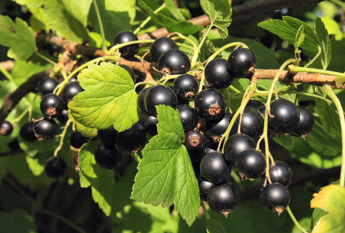 Фото из Интернета. Спасибо автору за красоту.