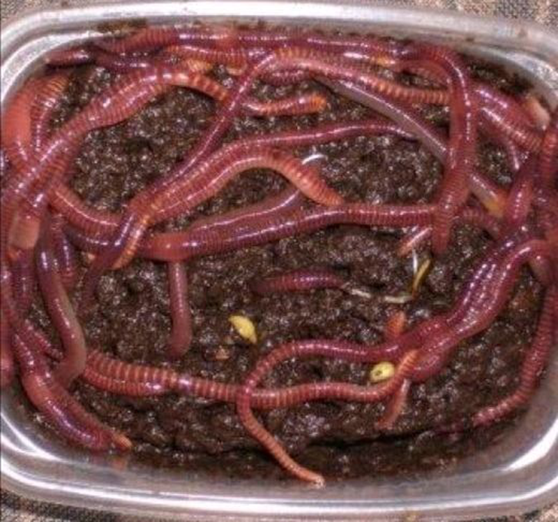 Так выглядит обычный контейнер с червями для рыбалки. Их в нем не так много. Штук 30, наверное. Ну, или 50.  https://images.izi.ua/19131953