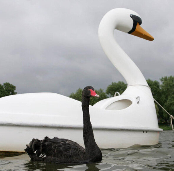 Самка чёрного лебедя Петра с "возлюбленным".  Лето 2006 года. Фото взято из свободного источника.