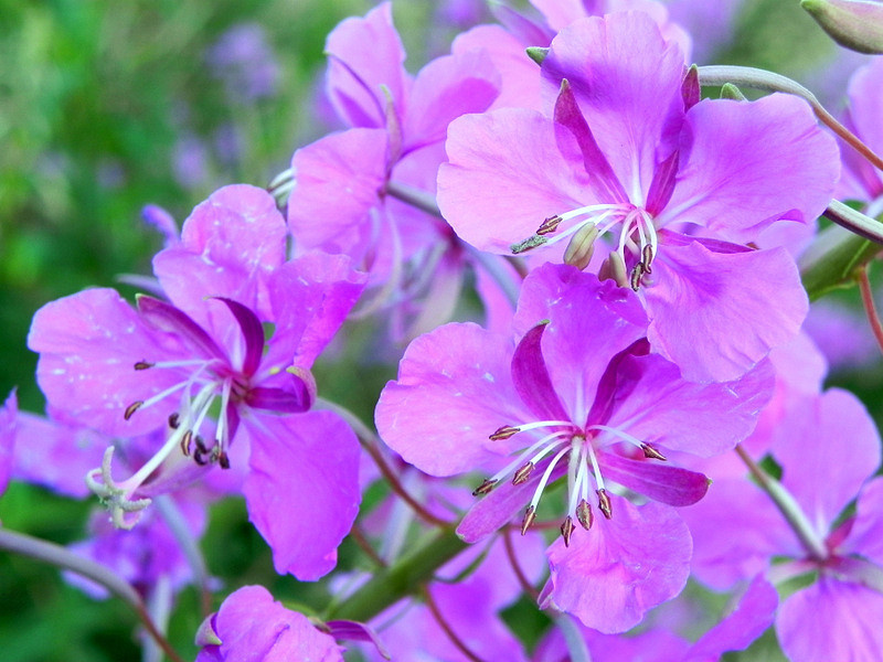 Цветки Иван чая