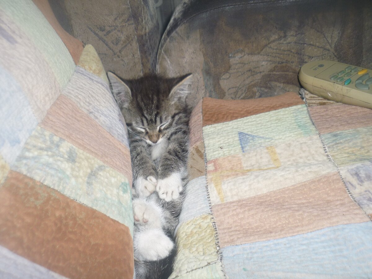 Один из моих котов.