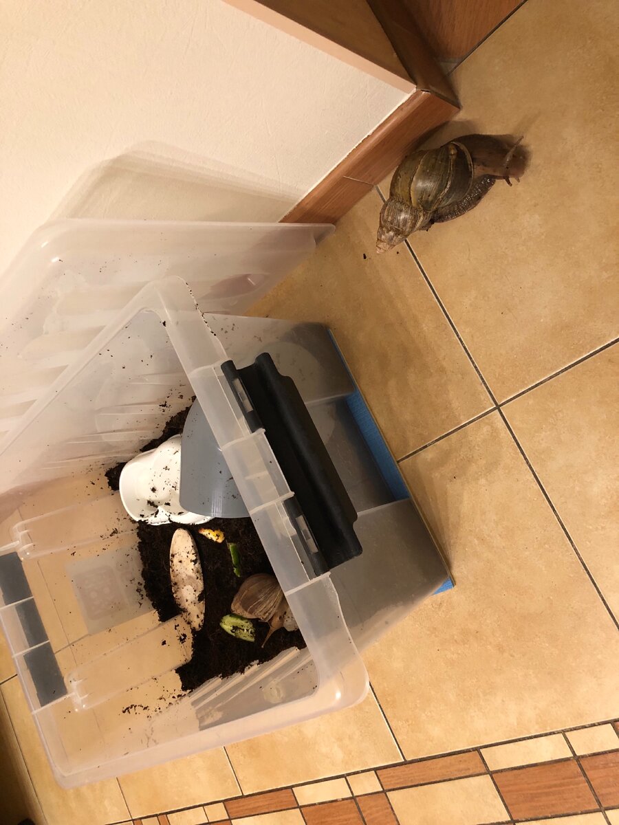 Убежала так убежала