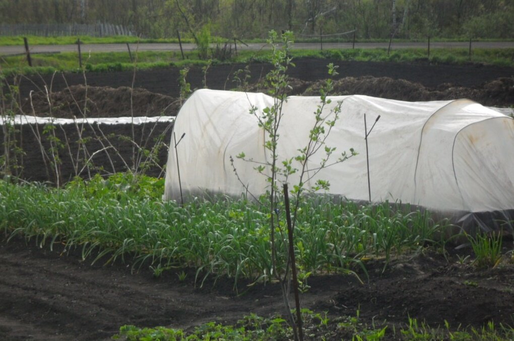 Идеальный вариант обработанной земли.