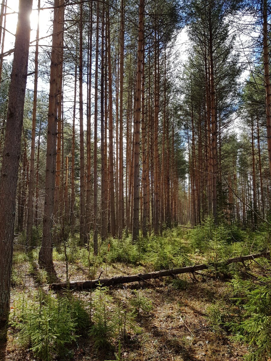Весеннее утро. Приехали в лес, но попали в ловушку