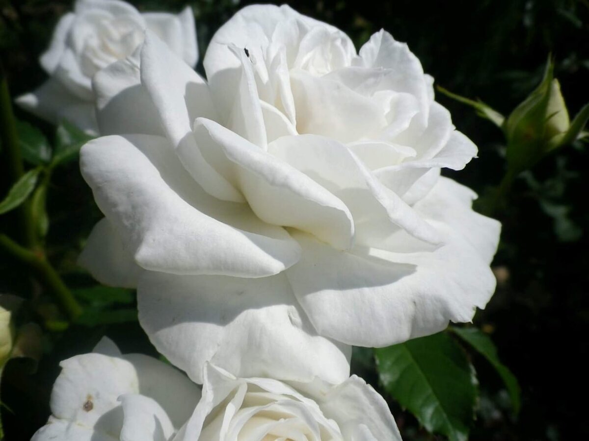 Аннапурна. Ч/г роза (Названа в честь снежной вершины горы)