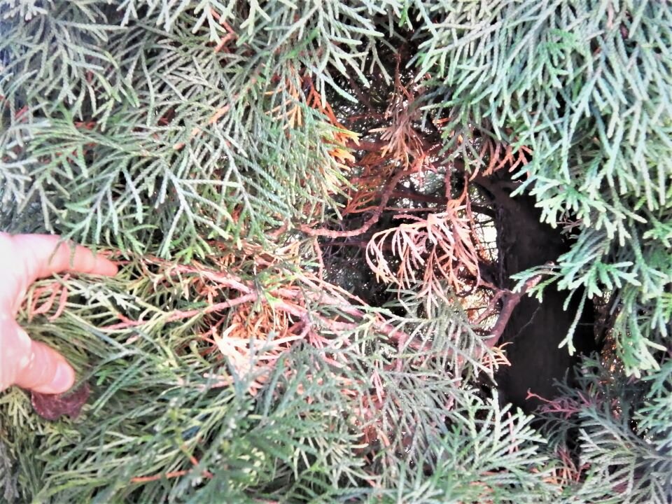 Какой сорт туи выбрать и как быстро они растут — из моего 30-летнего ...