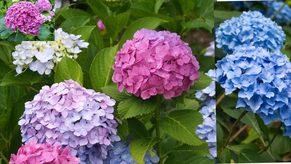 Гортензия крупнолистная  как индикатор кислотности. От щёлочной до кислой почвы