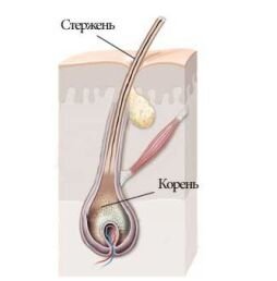 схематичное изображение строения волоса