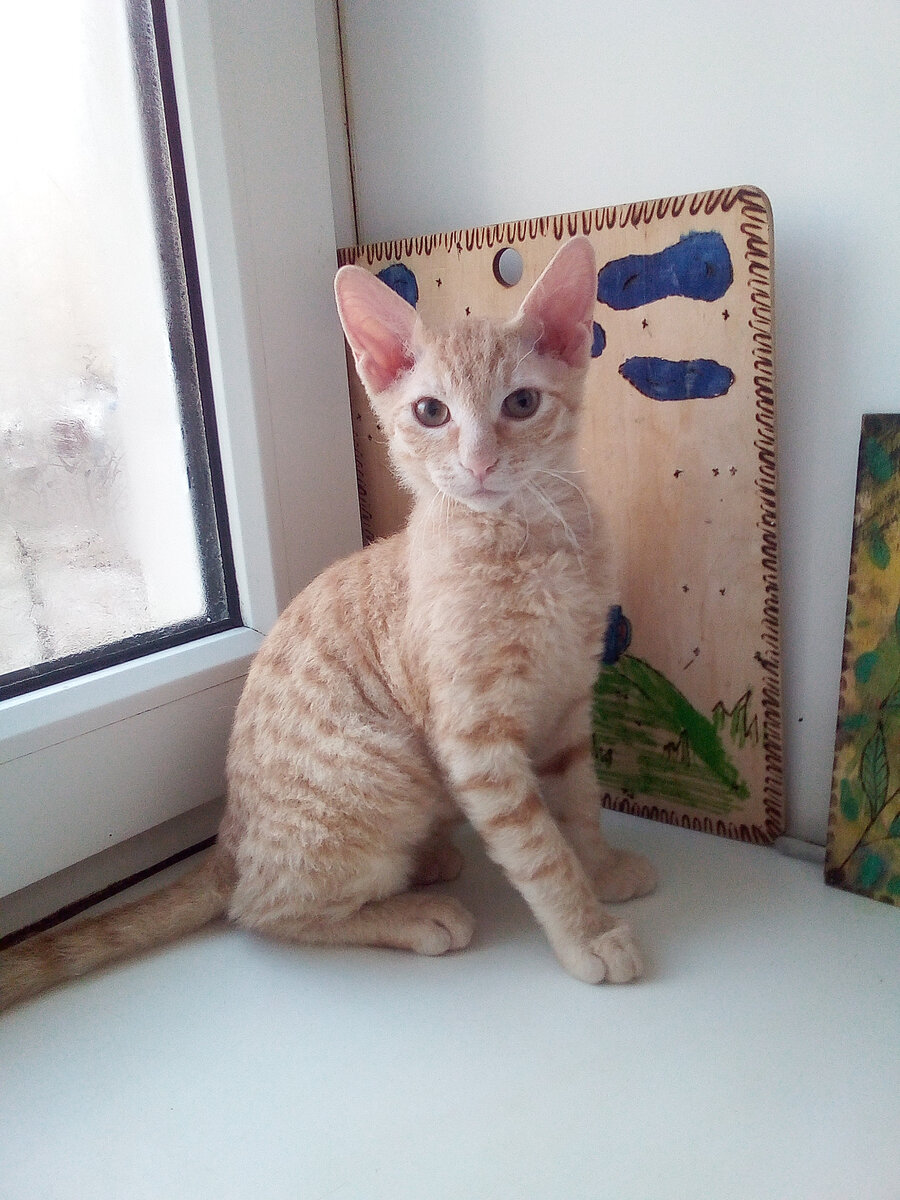 Наш второй кот.