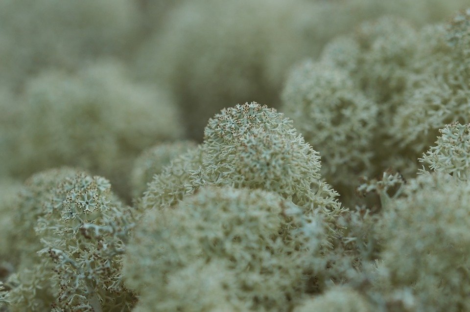 Ягель. Фото: https://pixabay.com