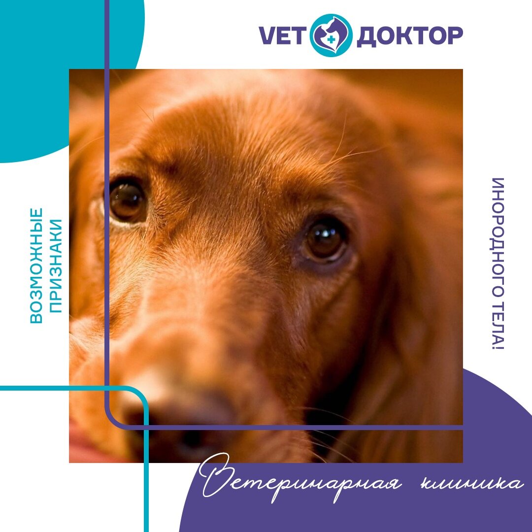 Попадание инородного тела в организм животного чаще всего остаётся без внимания владельца. Заметив, что в доме пропали какие-то мелкие предметы, а состояние питомца ухудшается с каждым днём, Любящий хозяин должен показать питомца ветеринарному специалисту. ⠀
✔ Запомните возможные признаки инородного тела!

Насторожить хозяина должны следующие симптомы:
🔻повышенное выделение слюнной жидкости (указывает на возможное попадание инородного предмета в область пищевода);
🔻кашель и хрипы, вытягивание шеи, цианотичность слизистой оболочки ротовой полости (застревание предмета в области глотки);
🔻извержение желудочного содержимого, отрыжка и потеря сознания (рвота может становиться практически безостановочной в зависимости от того, где застрял предмет и характера повреждений слизистой оболочки);
🔻отказ от приема пищи;
🔻болевые ощущения в области
живота, метеоризм;
🔻апатичность и повышенная сонливость;
🔻копростаз (запор) или профузный понос;
🔻признаки отравления организма.

🙌 Здоровья вашим питомцам и только съедобных вкусняшек. Помочь в этом помогут в магазине Товары для животных "Zооландия" Нижневартовск.
