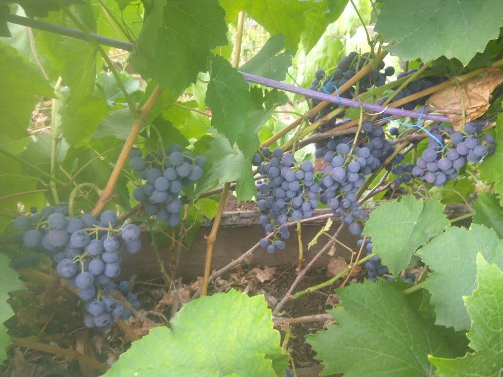 Виноград Амурский прорыв. Виноград Амурский белый. Виноград Амурский семена.