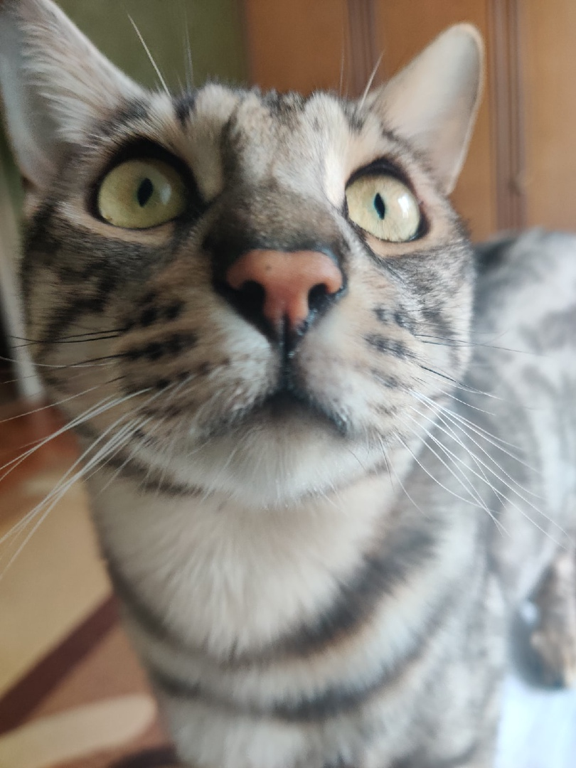 Давай-давай! Вставай-вставай! Кушать мне подавай!