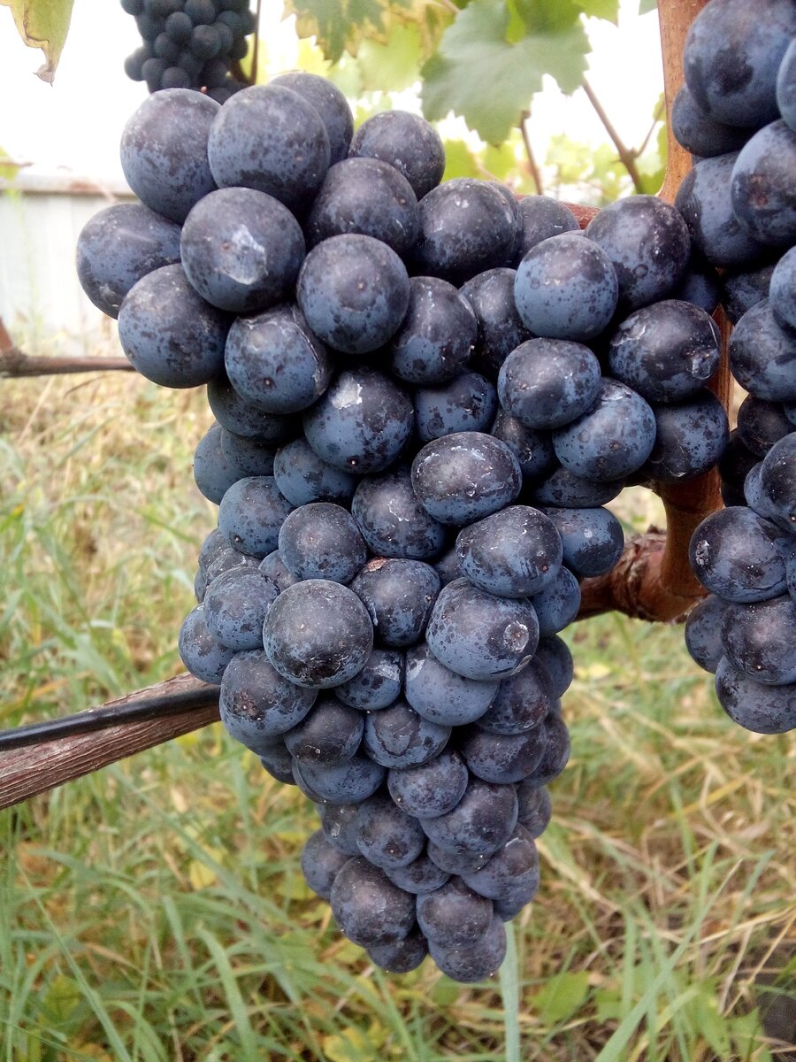 Сорт винограда Бастардо магарачский