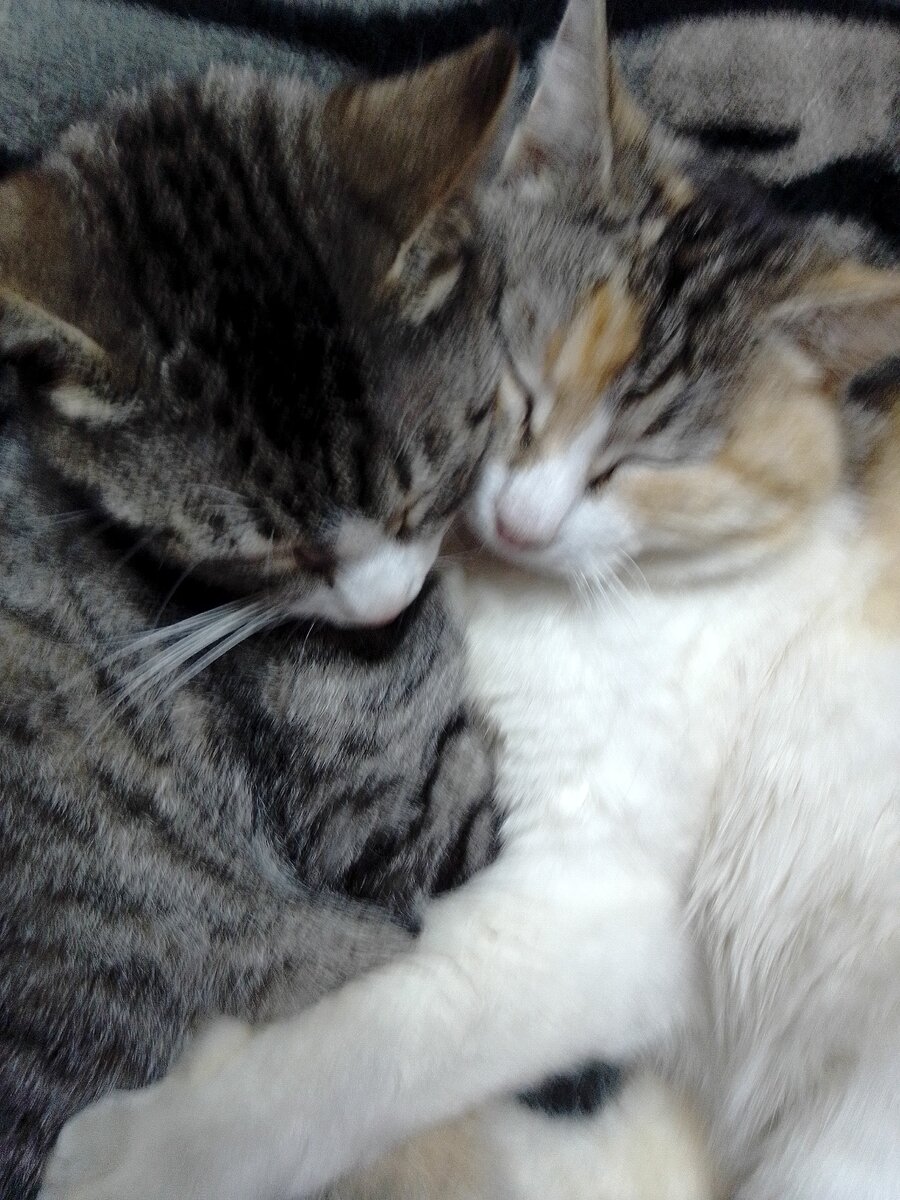 Барсик с дочерью