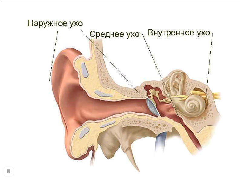 Шум в ушах - Заболевания уха, горла и носа - Справочник MSD Профессиональная версия