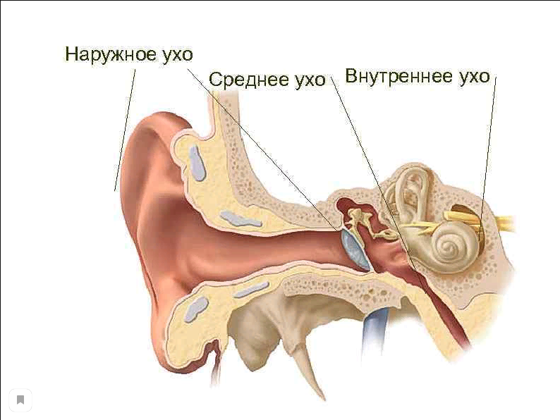 Почему в ушах слышно сердцебиение: причины и решения