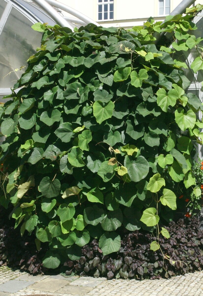 Виноград Куанье