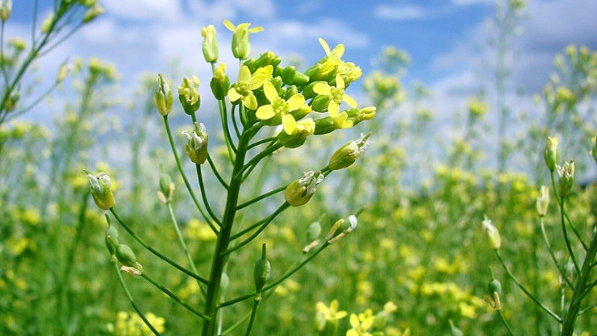 Camelina Рыжик