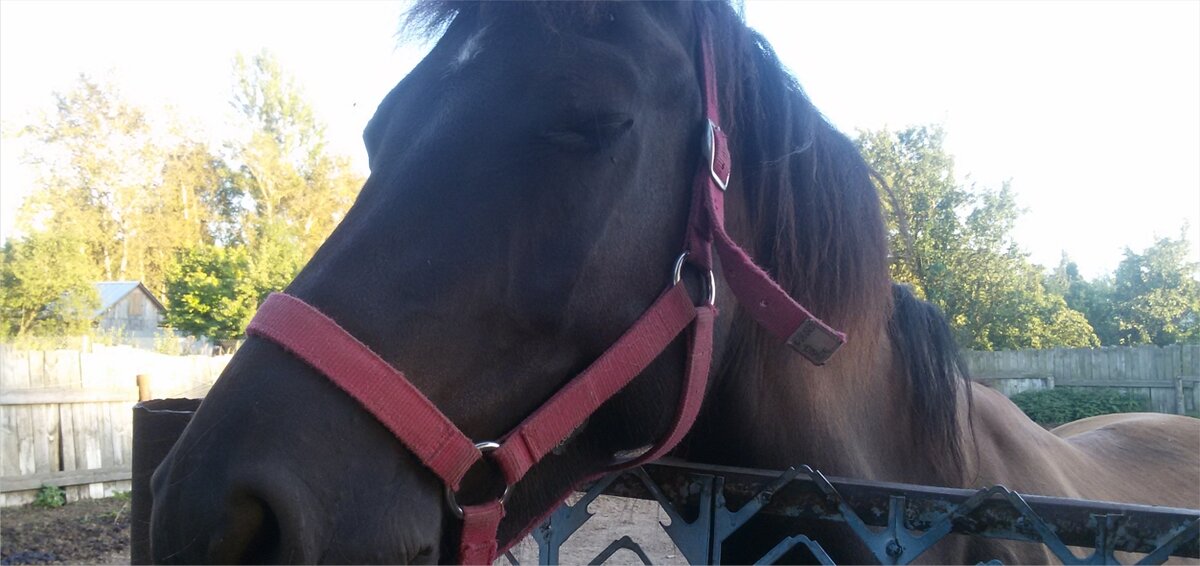 Недоуздок нейлоновый "Коб". Фото автора