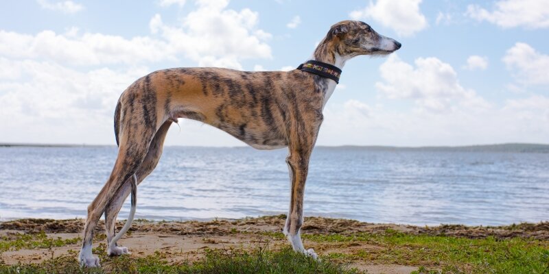 Грейхаунды могут быть красными, черными, голубыми, белыми, тигровыми, палевыми, а могут иметь «разбавленную» масть: все перечисленные окрасы в сочетании с белыми пятнами.