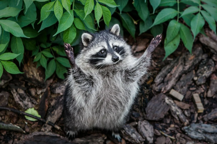 Лапки и енот