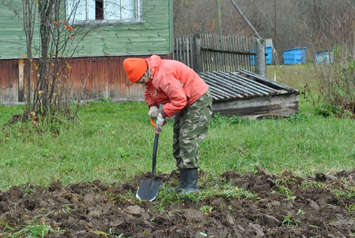 Легко ли поднимать целину в огороде в одиночку? Вывод сделан после двух лет работы на земле.