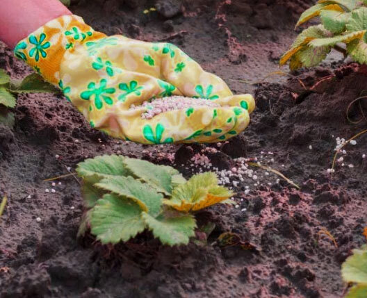 Подкормка клубники.