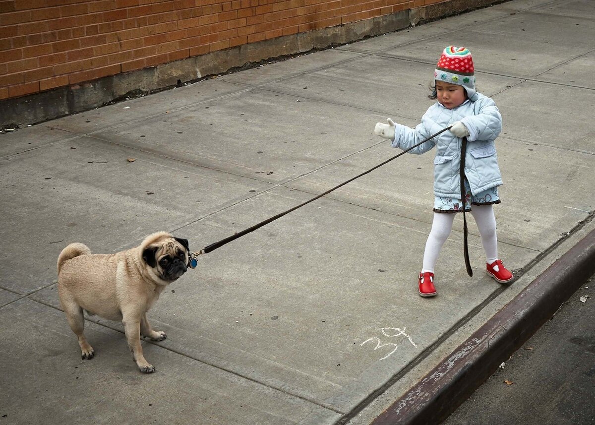 Правильное питание собаки