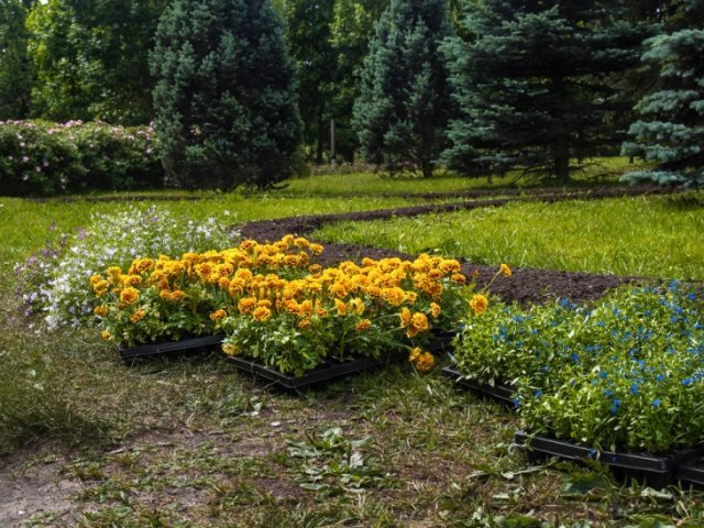 Как вырастить крепкую рассаду без вытягивания