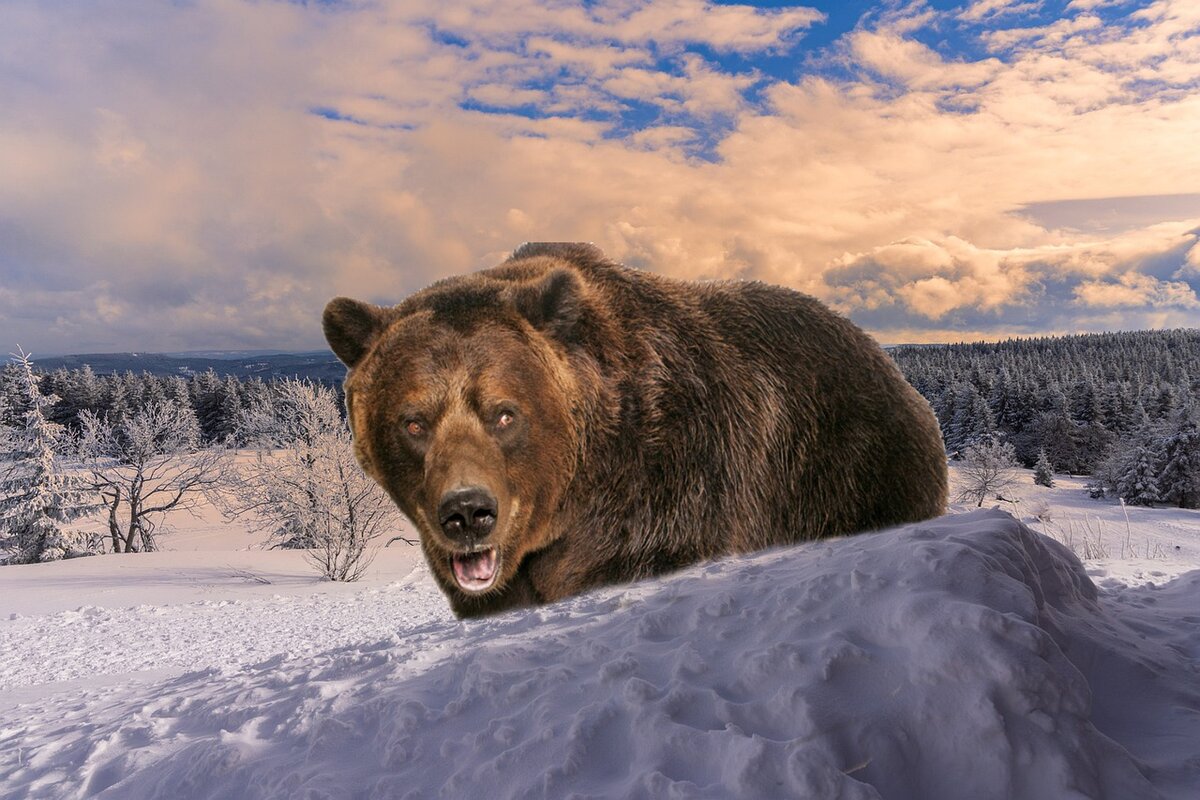 Фото медведя шатуна