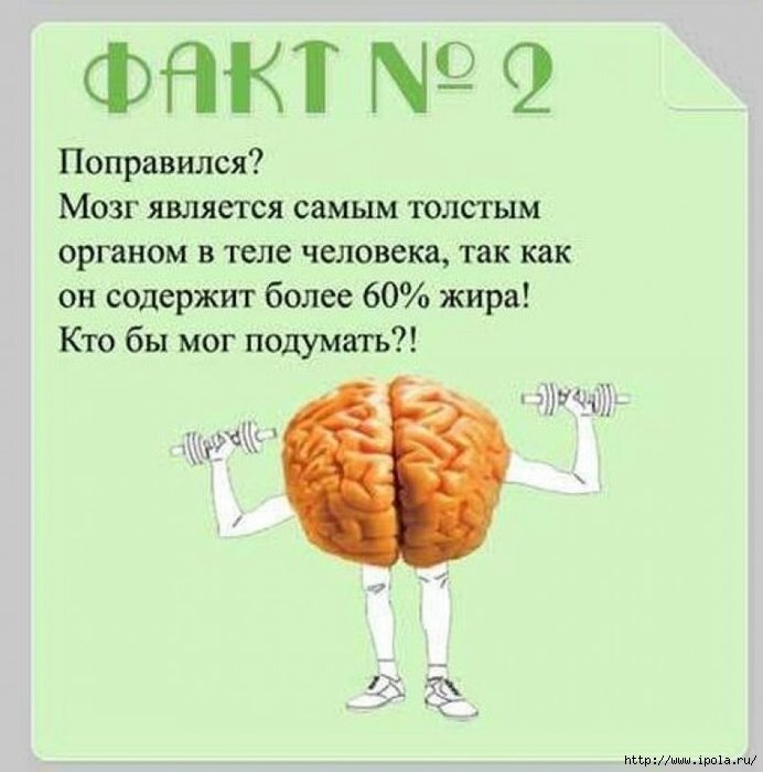 Без фактов о мозге не начинаем!